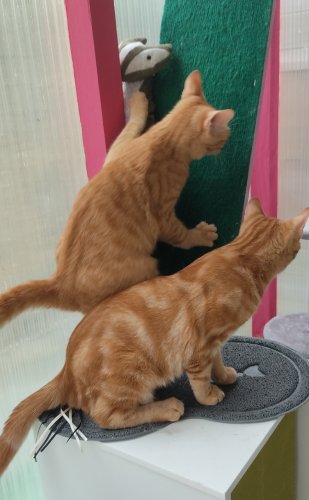 nala & simba