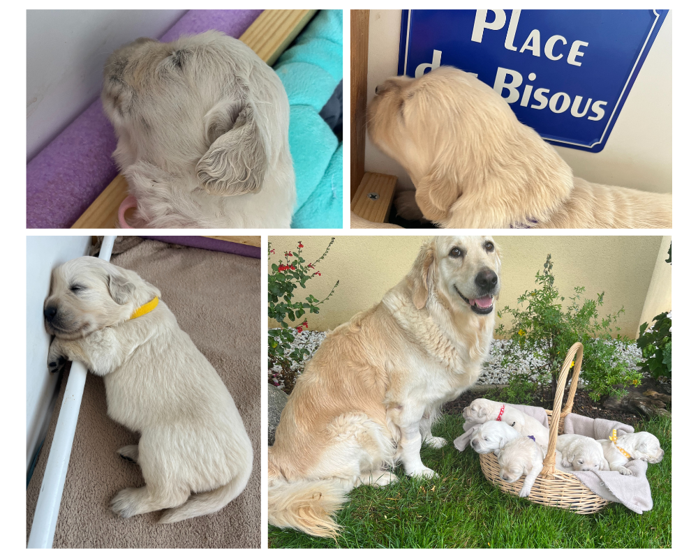 Chiots Golden Retriever et maman